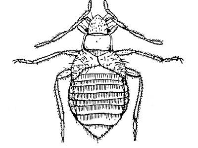 Esistono insetti legati ad acque marine-salmastre?